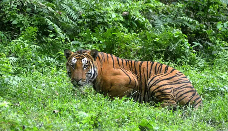 Tiger Population Triples in Assam's Manas National Park: A Conservation Triumph