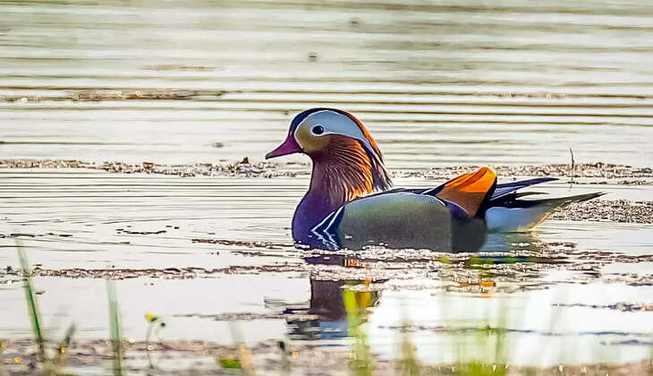 Rare Mandarin Duck Spotted in Assam’s Manas Region: A Major Discovery for Birdwatchers and Conservationists