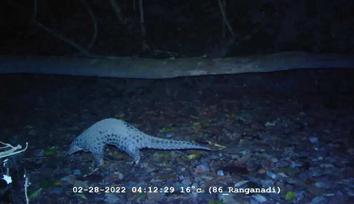 First Photographic Evidence of Chinese Pangolin in Assam's Raimona National Park